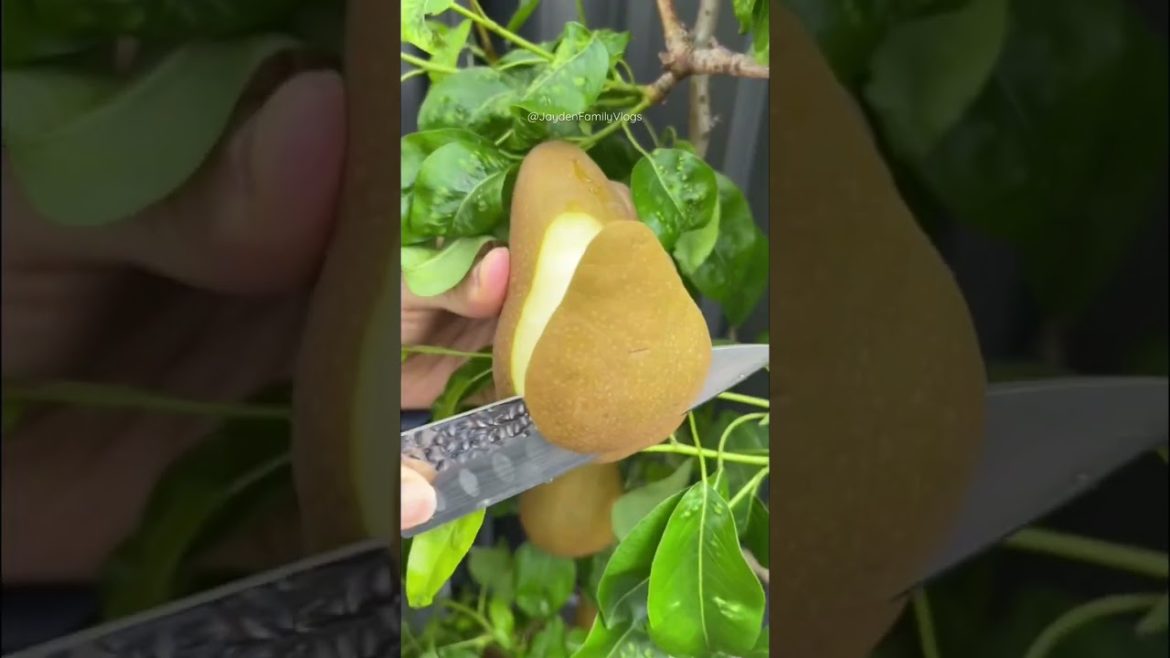BROWN PEAR 🍐🤤 #shorts #fruit #fruitcutting #satisfying #food #oddlysatisfying