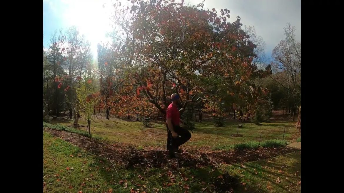 Ornamental Tree Pruning