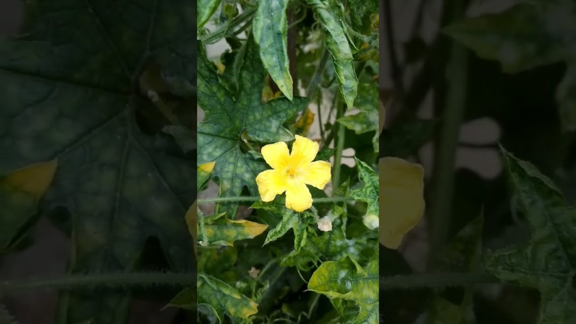 करेले का खूबसूरत फूल | Beautiful Flowers | Vikas Gardening |#shorts #flowering #yellowflower