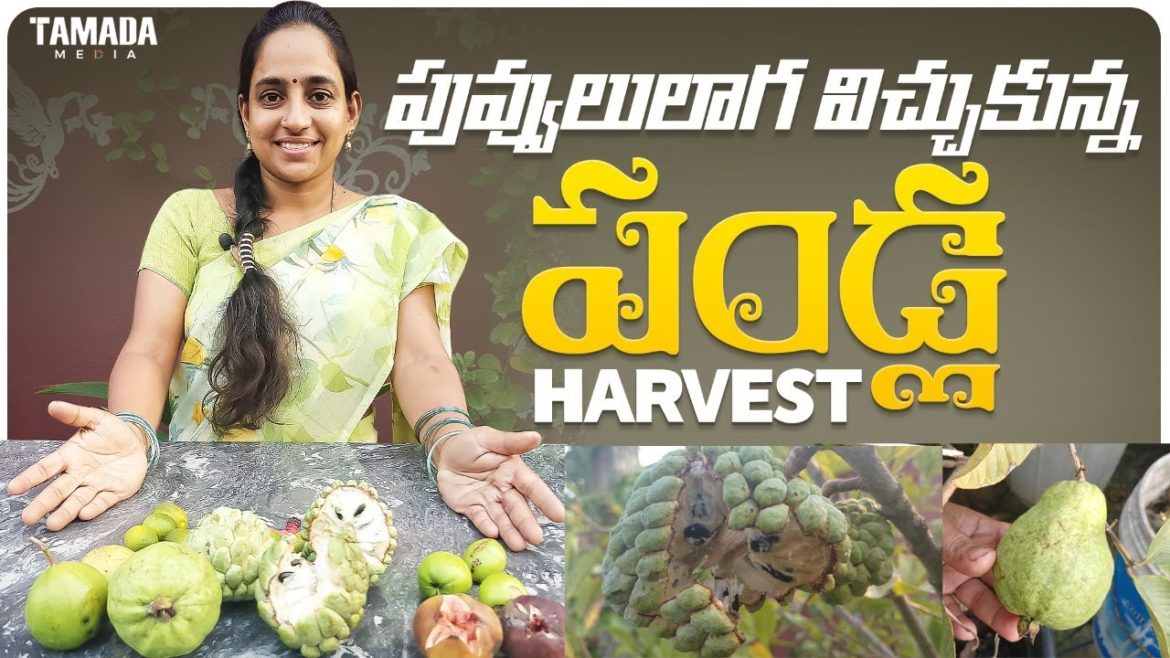 Fruits harvest || TELUGU GARDEN VLOG