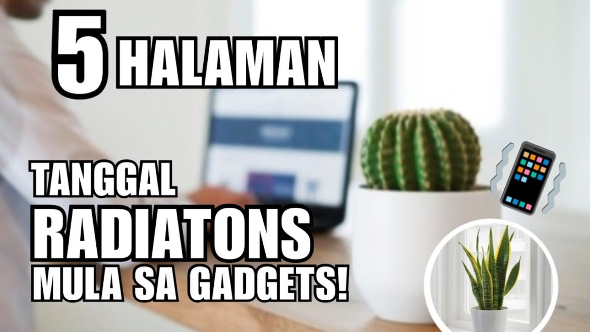 5 PLANTS THAT ABSORB RADIATIONS FROM GADGETS |YOU SHOULD HAVE THESE AT HOME