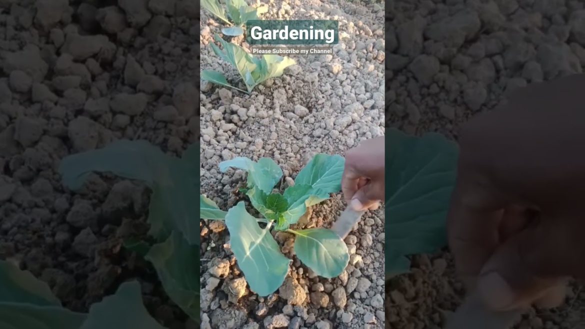 Fresh Vegetable Planting In My Garden #shorts #satisfying #harvesting #amazing #gardening