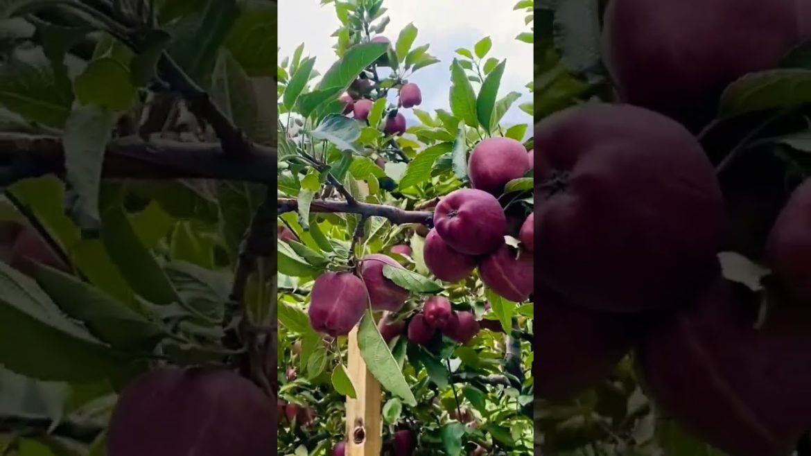 Apple Garden | Rackcham, Himachal Pradesh | Lifescapes With Kusum | #apple #garden #orchard #shorts Apple Garden | Rackcham, Himachal Pradesh | Lifescapes With Kusum | #apple #garden #orchard #shorts