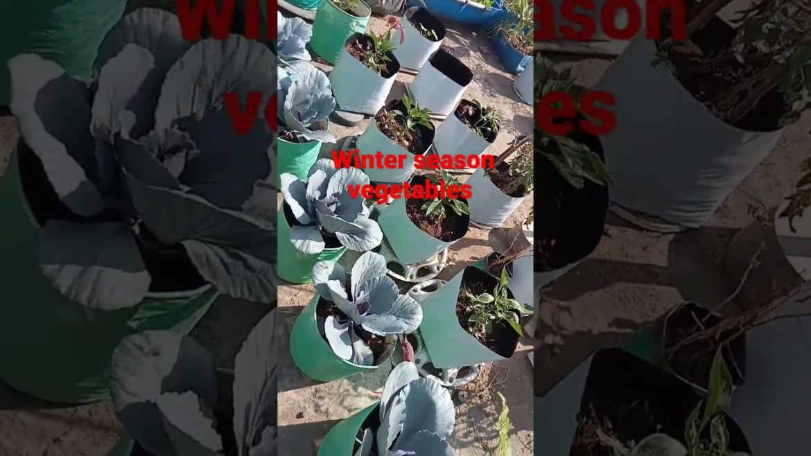 winter season vegetables #gardening #short #youtube