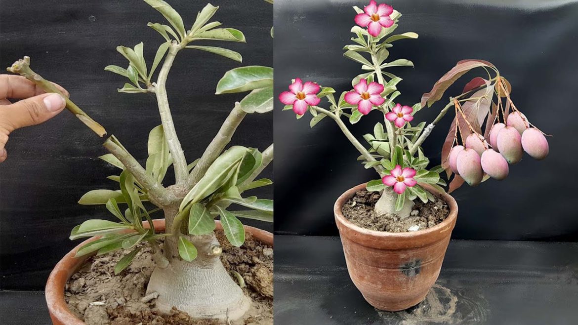 Creative idea, try grafting mango tree into porcelain flower tree and get unexpected results