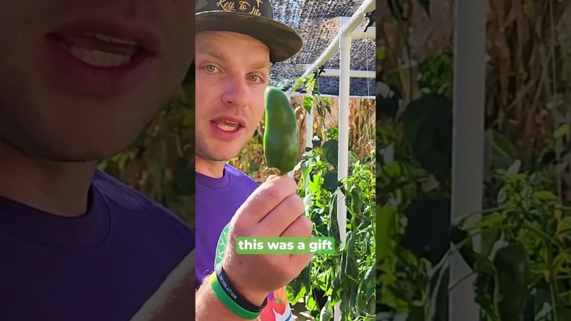 Just a quick reminder.. 😊 #fallharvest #hugepepperharvest