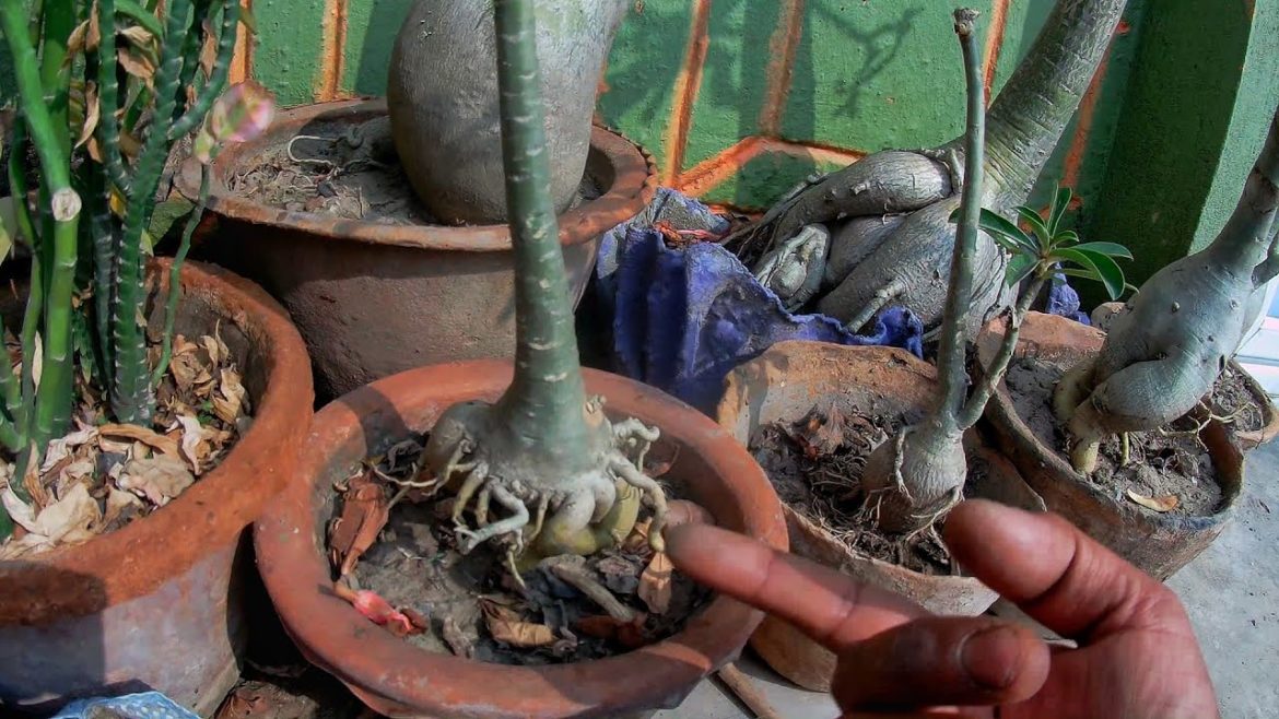 Grow easily adenium as bonsai//Hardsoul Brother gardening tips//Bengali Vlog