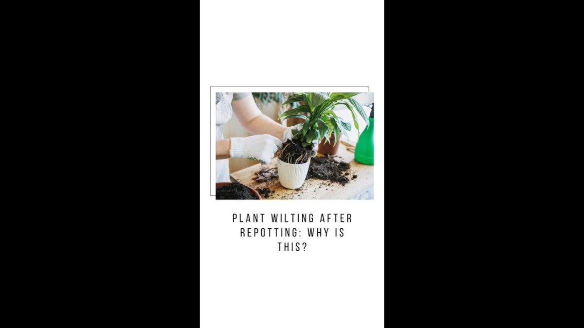 Plant Wilting After Repotting: Why Is This? Plant Wilting After Repotting: Why Is This?