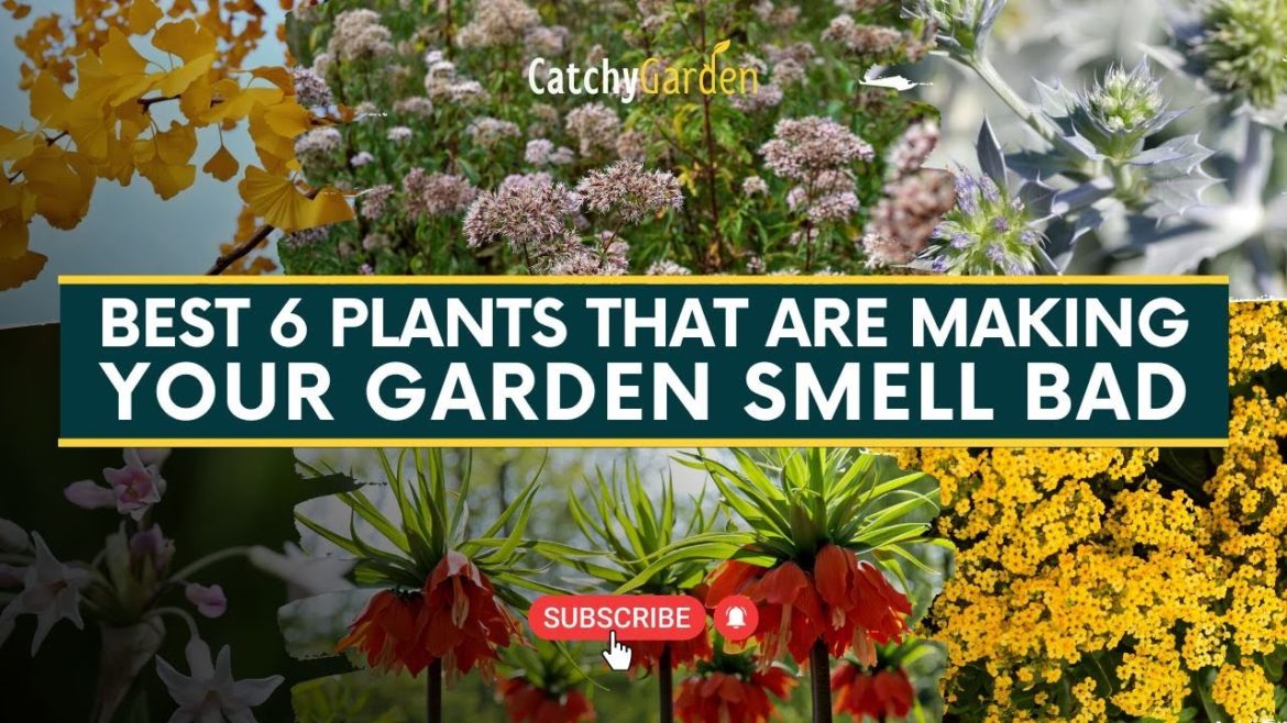 BEST 6 Plants That Are Making Your Garden Smell Bad π₯π· // Gardening Tips BEST 6 Plants That Are Making Your Garden Smell Bad π₯π· // Gardening Tips
