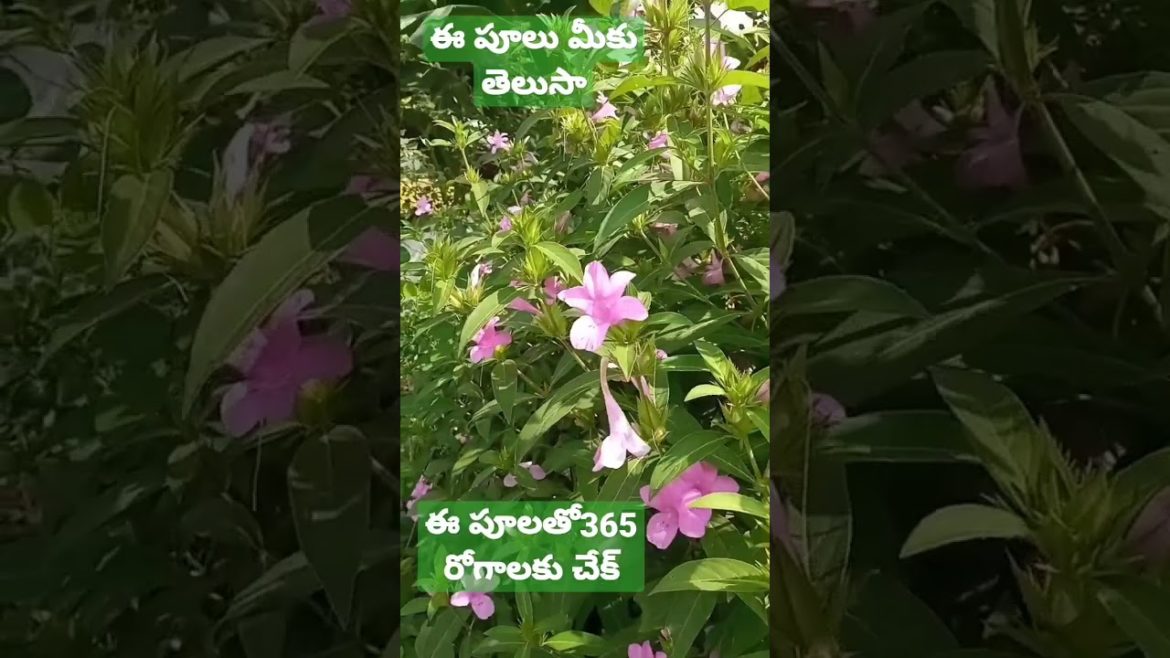 #youtube #s ఈ పూలతో ఆయుర్వేదం #how #