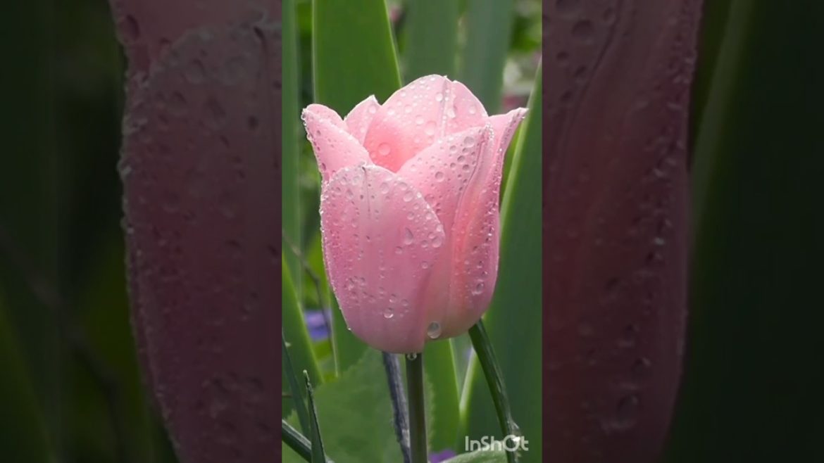 beautiful pink tulip flowers,pink flower,pink tulips,tulips pink,water lilies,spring flowers,pink