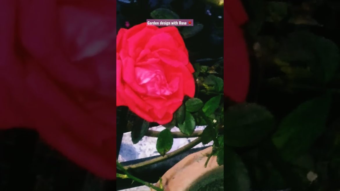 Rose đš Garden Design Environment. #shorts Rose đš Garden Design Environment. #shorts