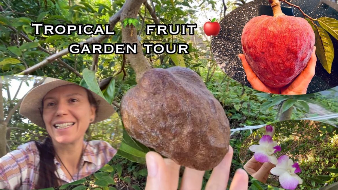 Tropical 🌴 fruit tree garden tour December 6 2022