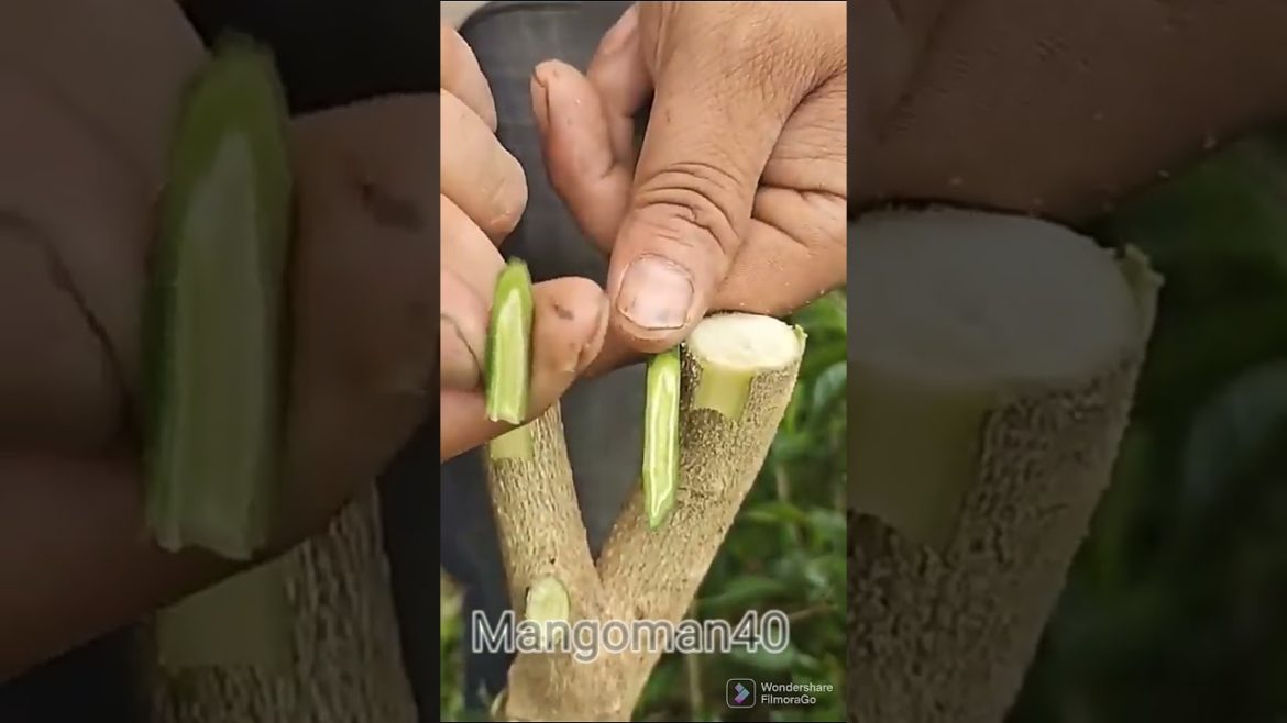 Gardening tips and tricks 🙏  #mangoman40 #shorts #gardening #youtubeshorts