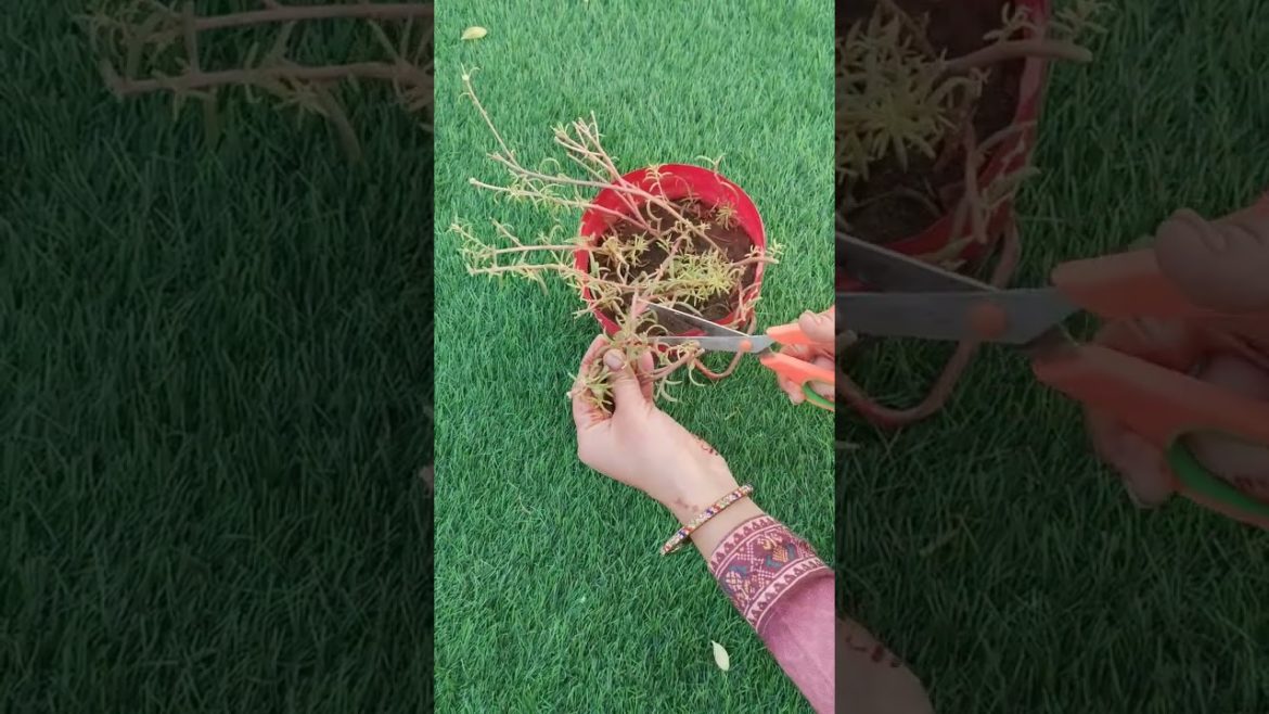 Portulaca care tips#garden ❄️☘️#shorts #viral #short#trending #youtubeshorts @gardendreams2022