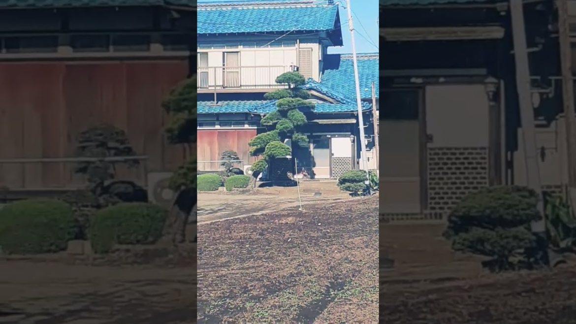 Japanese bonsai tree