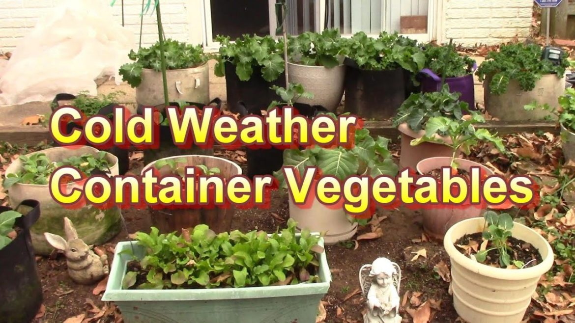 My December Vegetable Container Garden Tour and Tip To Protect Them During the Season