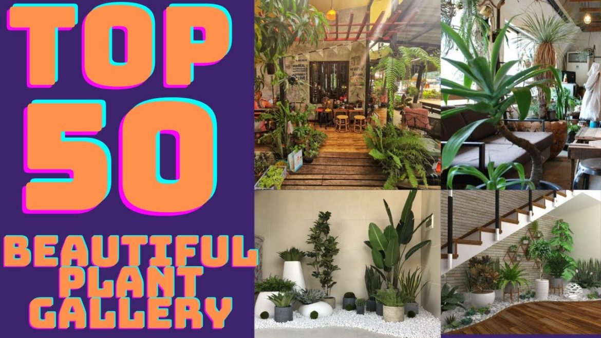 The Beautiful Plant Gallery | Plant Decore | The Beautiful Plant Gallery | Plant Decore |