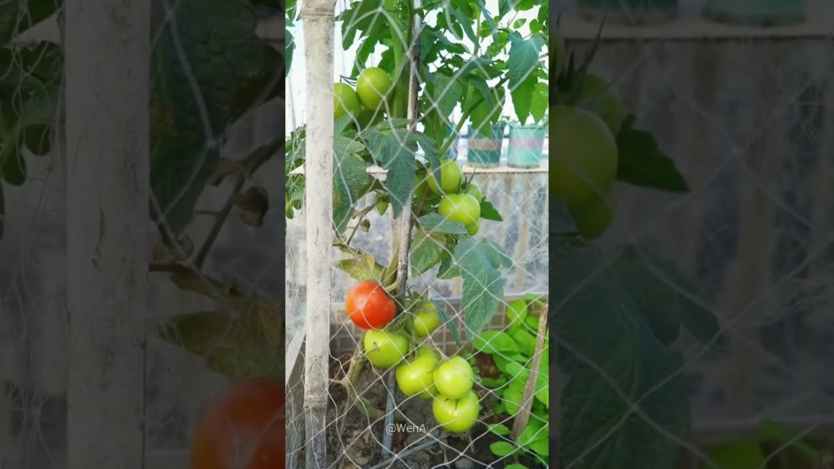 Beautiful Nature with Rural Life #shorts #naturalife #rurallife