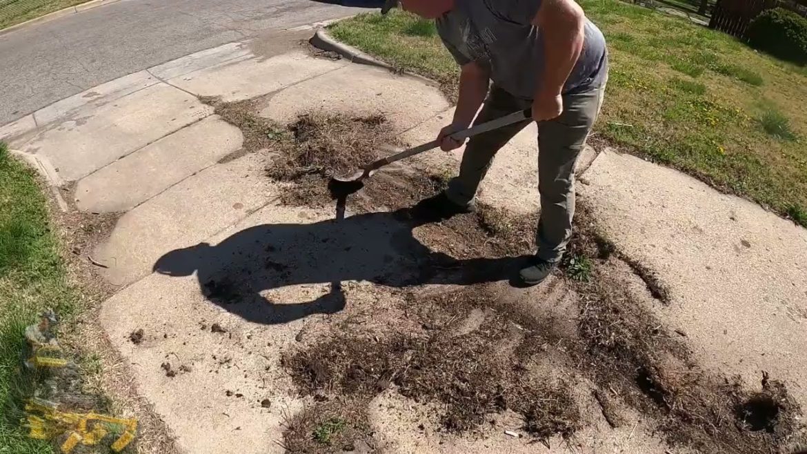 SATISFYING Overgrown Neglected Lawn TRANSFORMATION