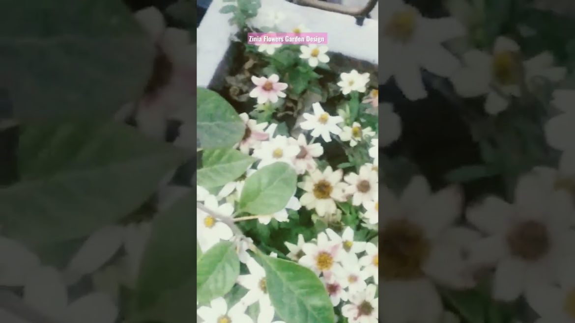 Rooftop Garden Design with Zinia Flowers. #shorts Rooftop Garden Design with Zinia Flowers. #shorts