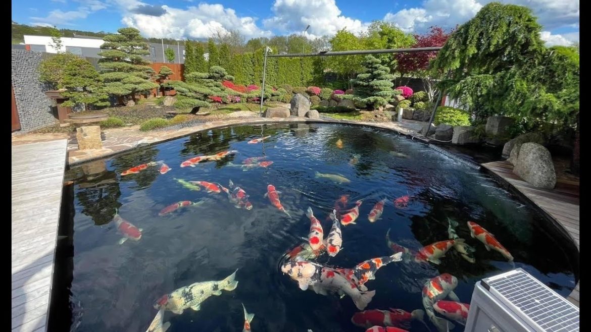 Beautiful Outdoor Jumbo Koi Pond | Backyard Garden Koi Pond Design