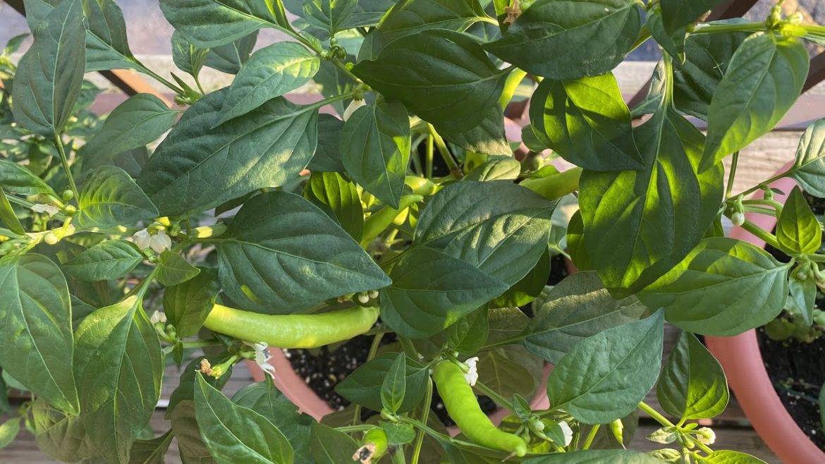 Green Chilies grown in Container| Colors Kitchen| Container Garden| kitchen Garden|Organic Vegetable
