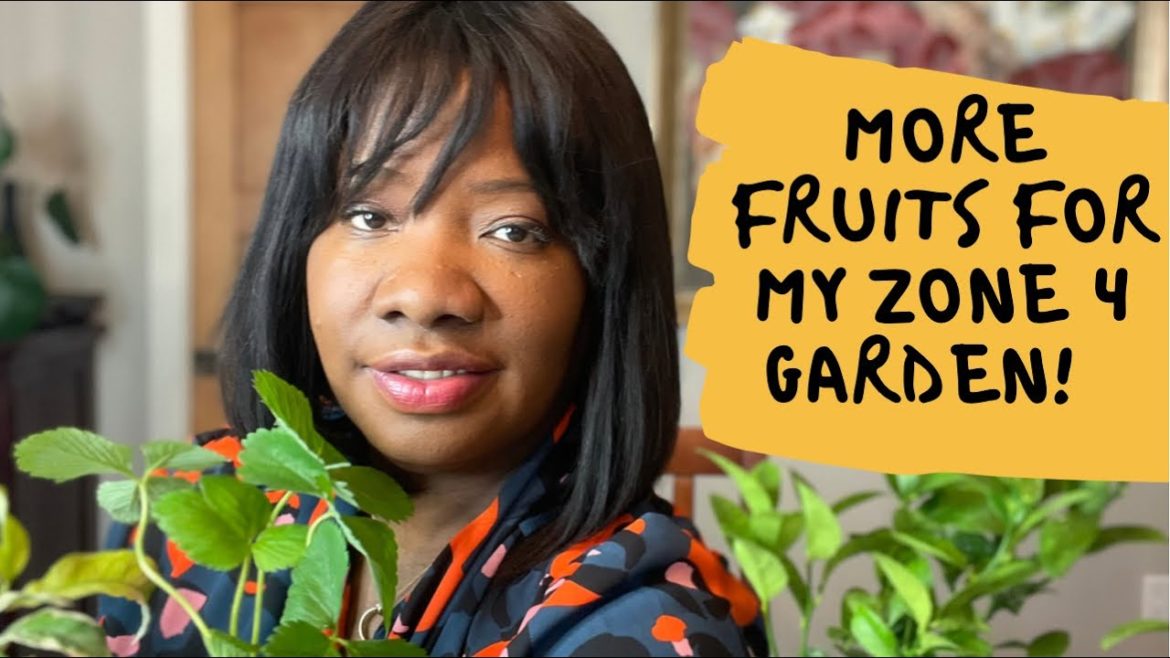 New Fruits for My Minnesota Zone 4 Organic Backyard Garden : Gifts from a Gardening Friend New Fruits for My Minnesota Zone 4 Organic Backyard Garden : Gifts from a Gardening Friend