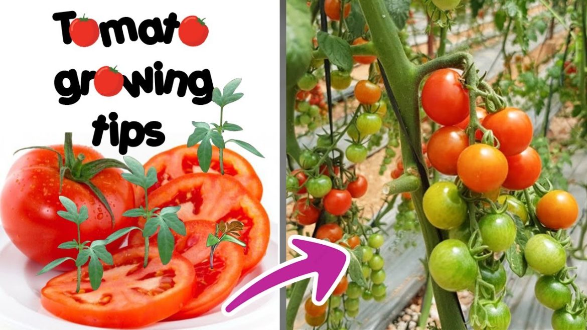 How to grow Tomatoes at home | Tomato growing tips | Bear's garden How to grow Tomatoes at home | Tomato growing tips | Bear's garden