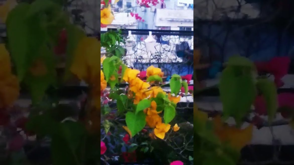 Bougainvillea Garden Design ideas. Best Environmental Protection Garden Design. #shorts Bougainvillea Garden Design ideas. Best Environmental Protection Garden Design. #shorts