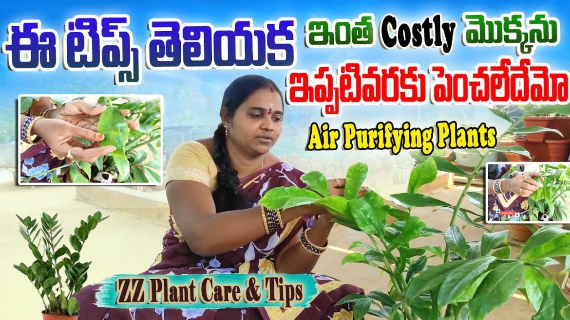 ఈ టిప్స్ తెలియక ఇంతవరకు ఈ మొక్కను పెంచలేదేమో | ZZ Palnt Care & Tips | ACH Gardening Vlogs #zzplant ఈ టిప్స్ తెలియక ఇంతవరకు ఈ మొక్కను పెంచలేదేమో | ZZ Palnt Care & Tips | ACH Gardening Vlogs #zzplant