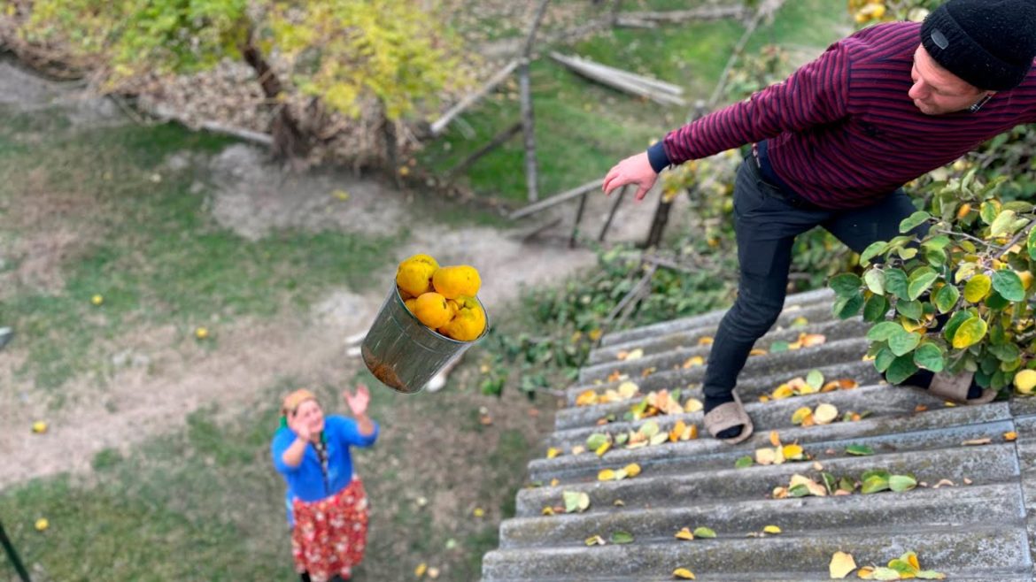 Cold Autumn day in the Village, red everywhere, Picking fresh quince in the garden for the winter! Cold Autumn day in the Village, red everywhere, Picking fresh quince in the garden for the winter!