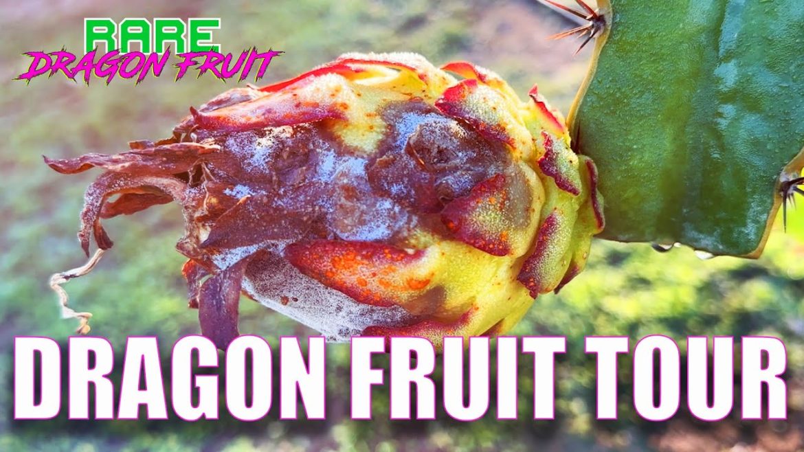DECEMBER DRAGON FRUIT TOUR / COLD WEATHER BLUES / The GOOD, the BAD and the UGLY