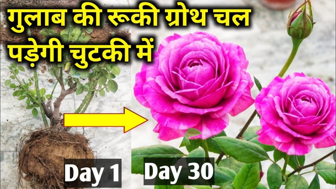 How to get maximum growth on rose plant.Best fertilizer for rose plant.Rose plant growing tips.