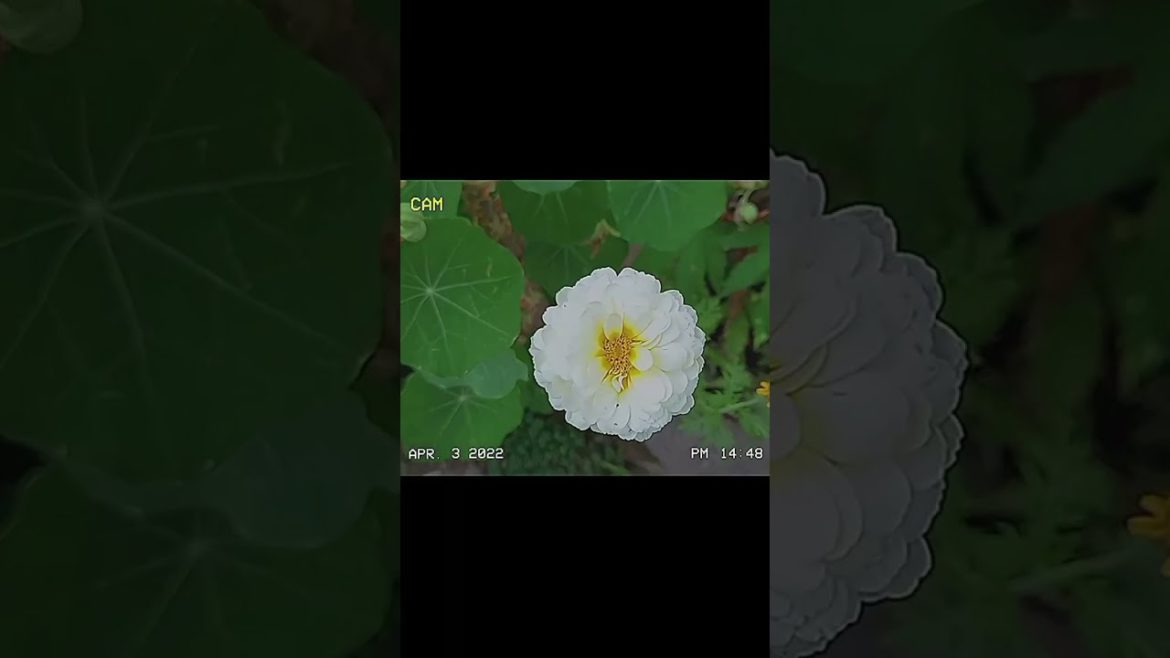 My backyard Garden 😍🍂 #shorts #nature #gardening #asmr #whatsappstatus