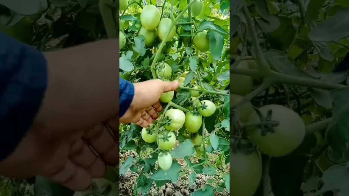 look at my tomatoes plants #shorts look at my tomatoes plants #shorts