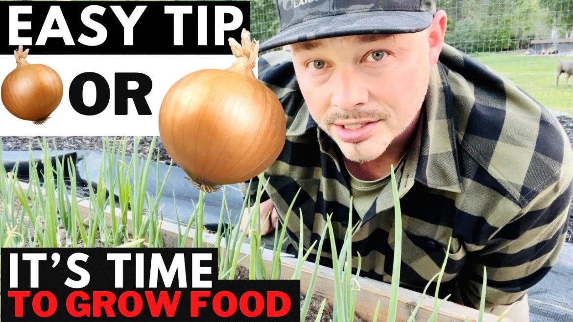 Grow Bigger Onions | Start Learning Gardening NOW | Food Shortage | Stock Up NOW