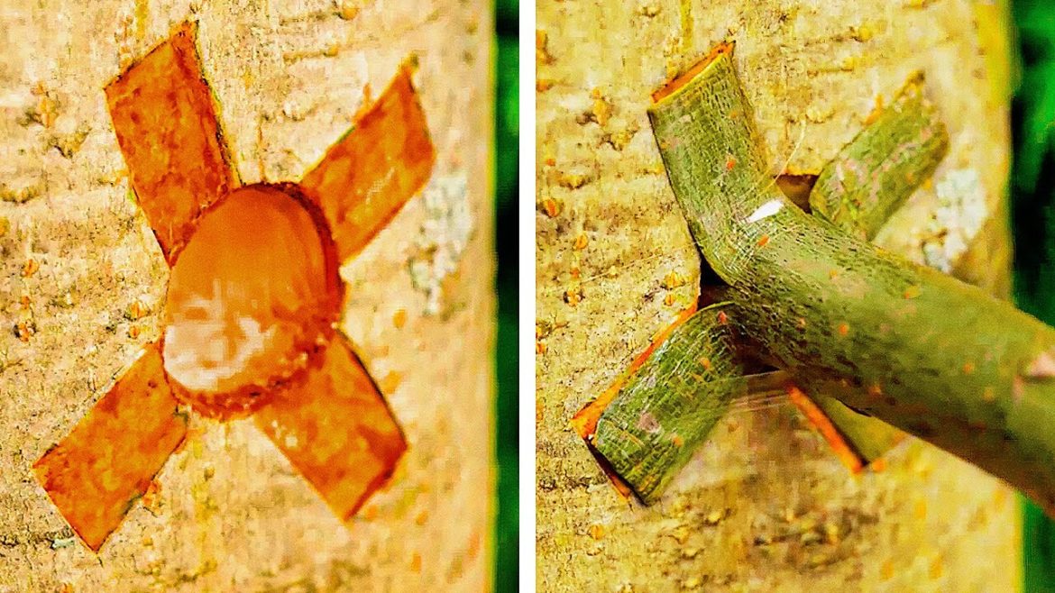 Surprising Plants And Gardening Hacks That Work! 🌳 Grafting, Bonsai, Growing Techniques Surprising Plants And Gardening Hacks That Work! 🌳 Grafting, Bonsai, Growing Techniques
