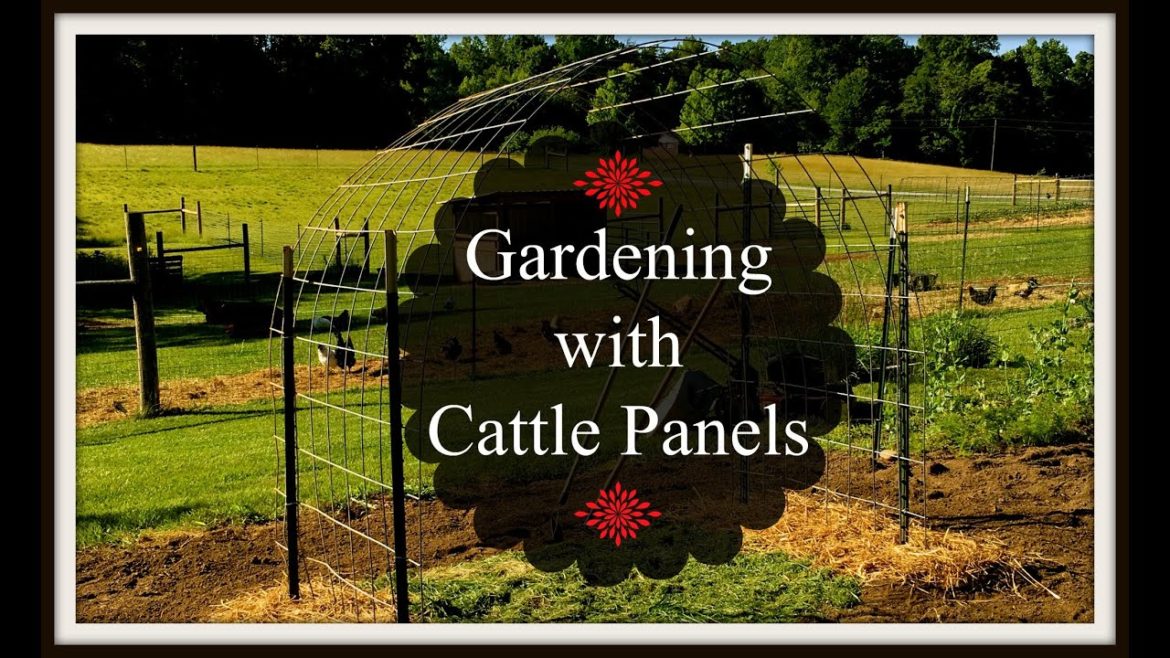 Gardening with Cattle Panels~ Gardening with Cattle Panels~