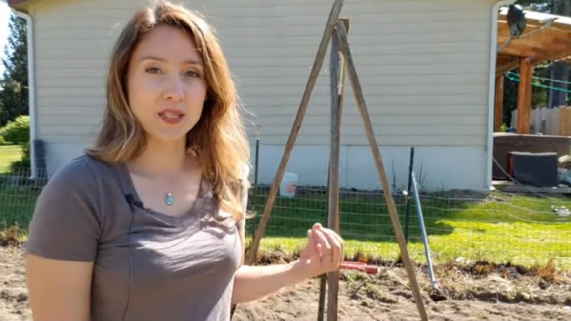 Vertical Gardening – How to Build a Teepee Trellis & Save Space Vertical Gardening - How to Build a Teepee Trellis & Save Space