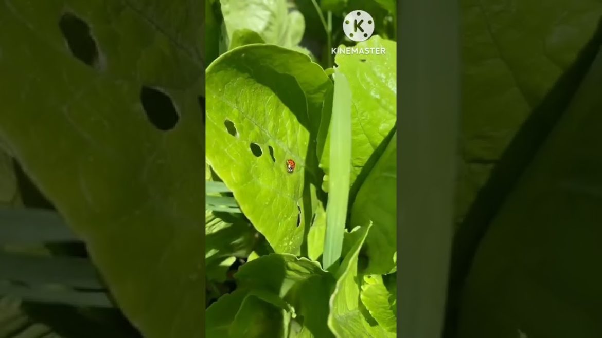 Great Tips For Home Garden Farmers /Agriculture Farming / ගෙවතු වගාව #homegarden #tips #farming