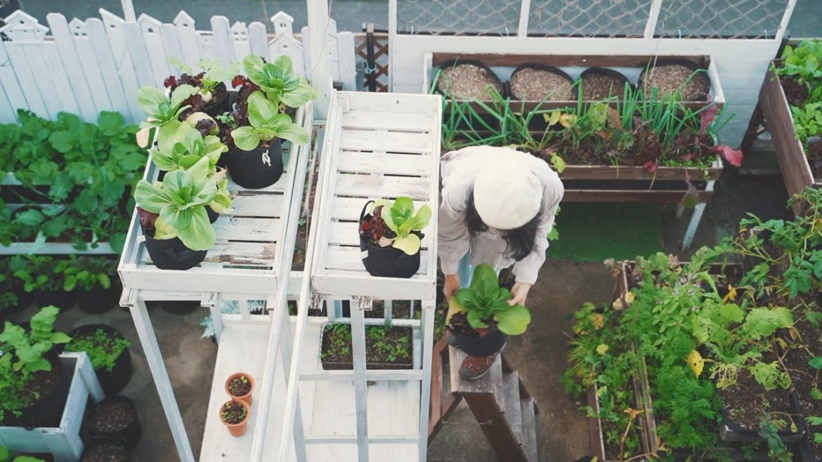 コンクリートの庭で育ったカブと葉物野菜をいただきます