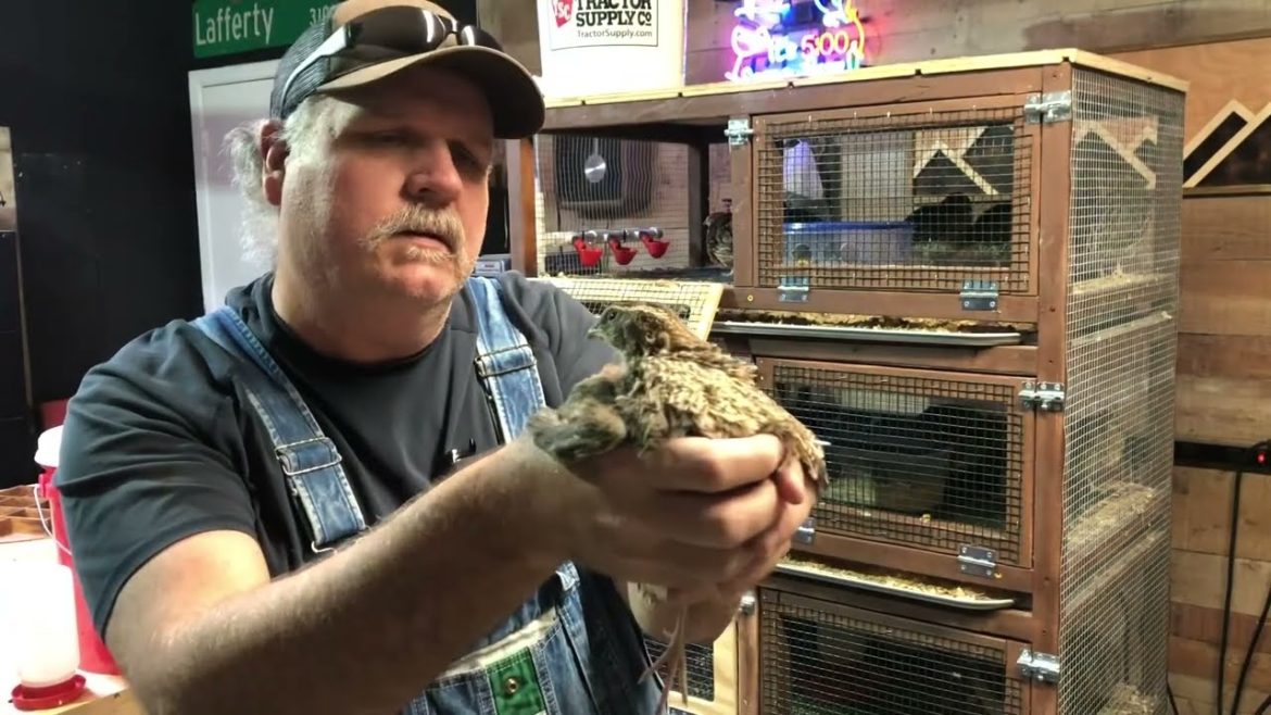 Container Garden and Quail Update