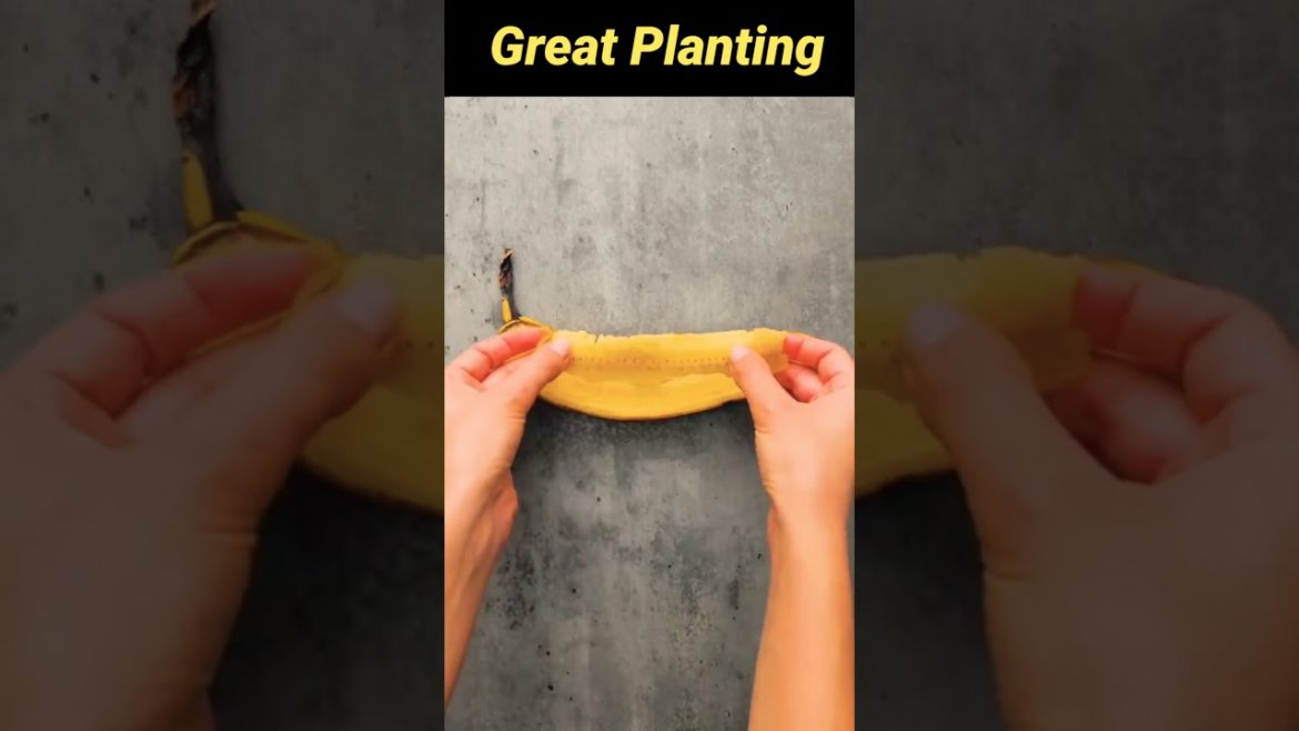 Planting| Gardening| #gardening #planting #gardenideas #gardener #planting idea #plants