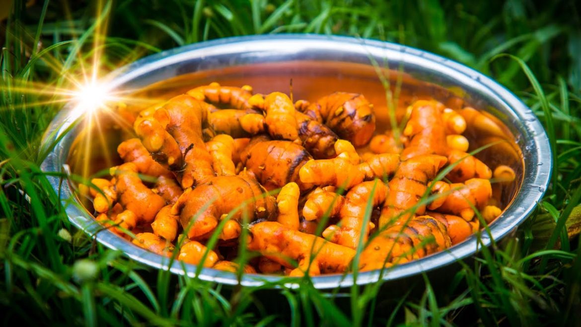 GROWING AND HARVESTING TURMERIC | CONTAINER GARDENING | TRINIDAD AND TOBAGO GROWING AND HARVESTING TURMERIC | CONTAINER GARDENING | TRINIDAD AND TOBAGO