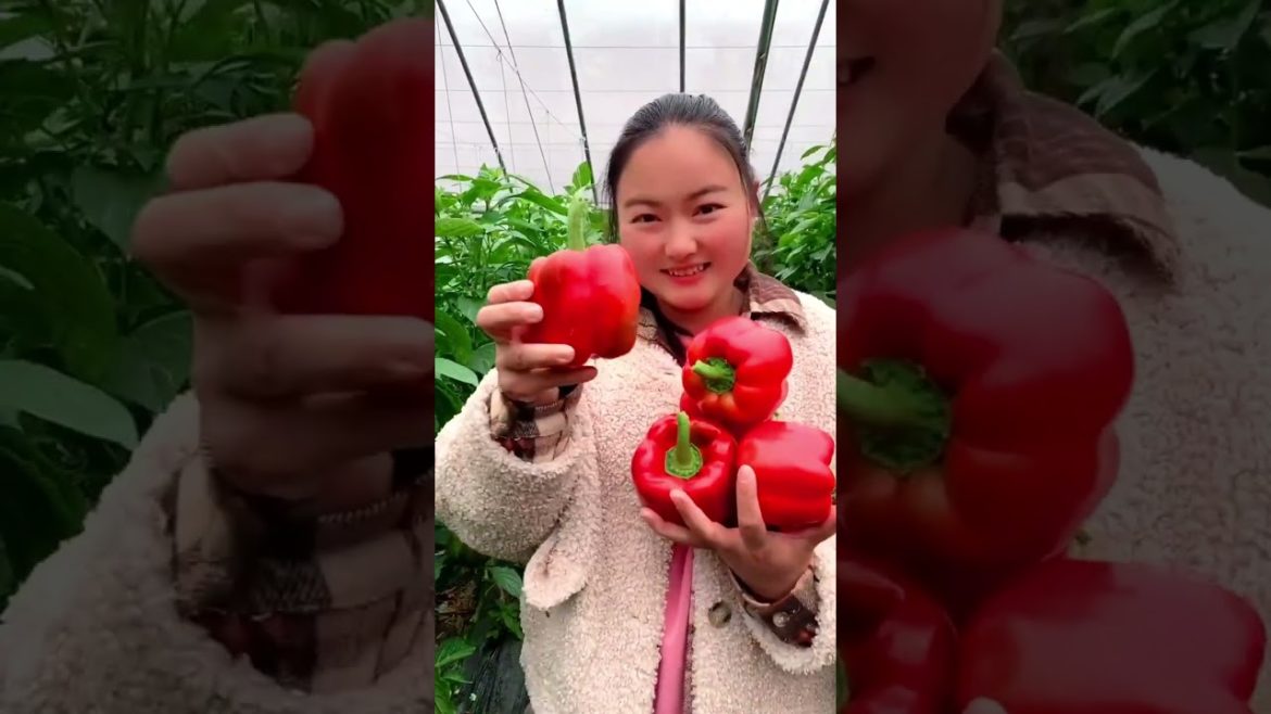 Chili harvest #gardening #agriculture