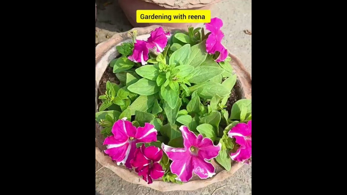 Journey of petunia flower plant 2022 #shorts #winterflower #odisha Journey of petunia flower plant 2022 #shorts #winterflower #odisha