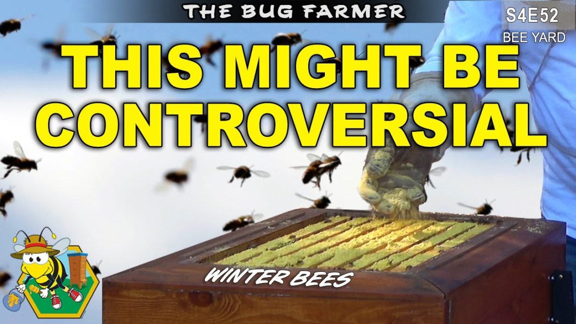 Mana From Heaven. | Inspecting and feeding the bees. #beekeeping #insects