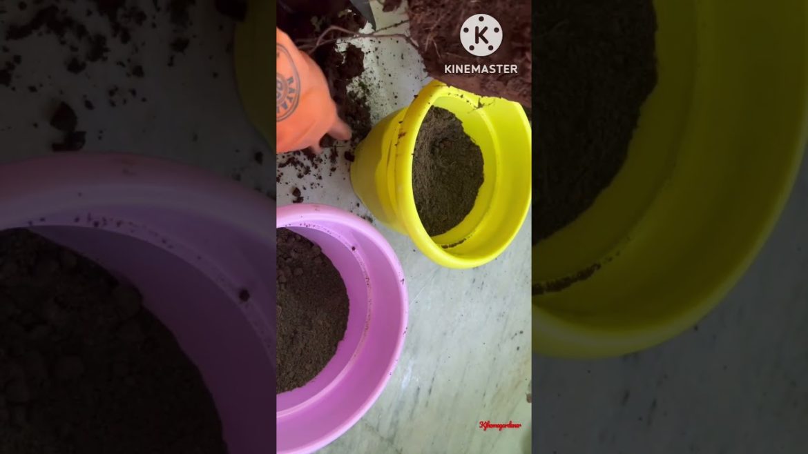 Gardening tip for rose flowering and चिकनी मिट्टी #gardeningtips #youtubecreator #naturalbeauty