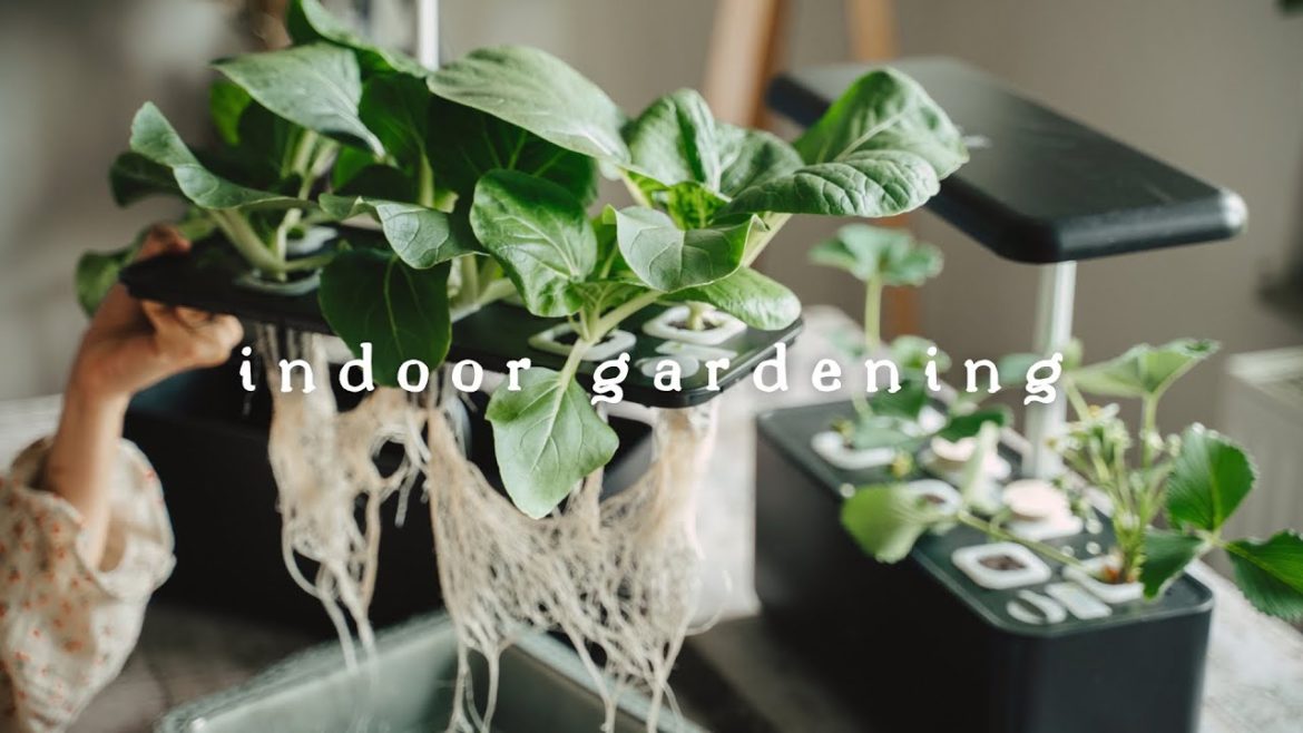 #41 Growing Vegetables 🥬 Indoors Without Soil Nor Sun | Hydroponic Gardening